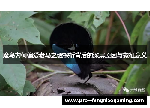 魔鸟为何偏爱老马之谜探析背后的深层原因与象征意义